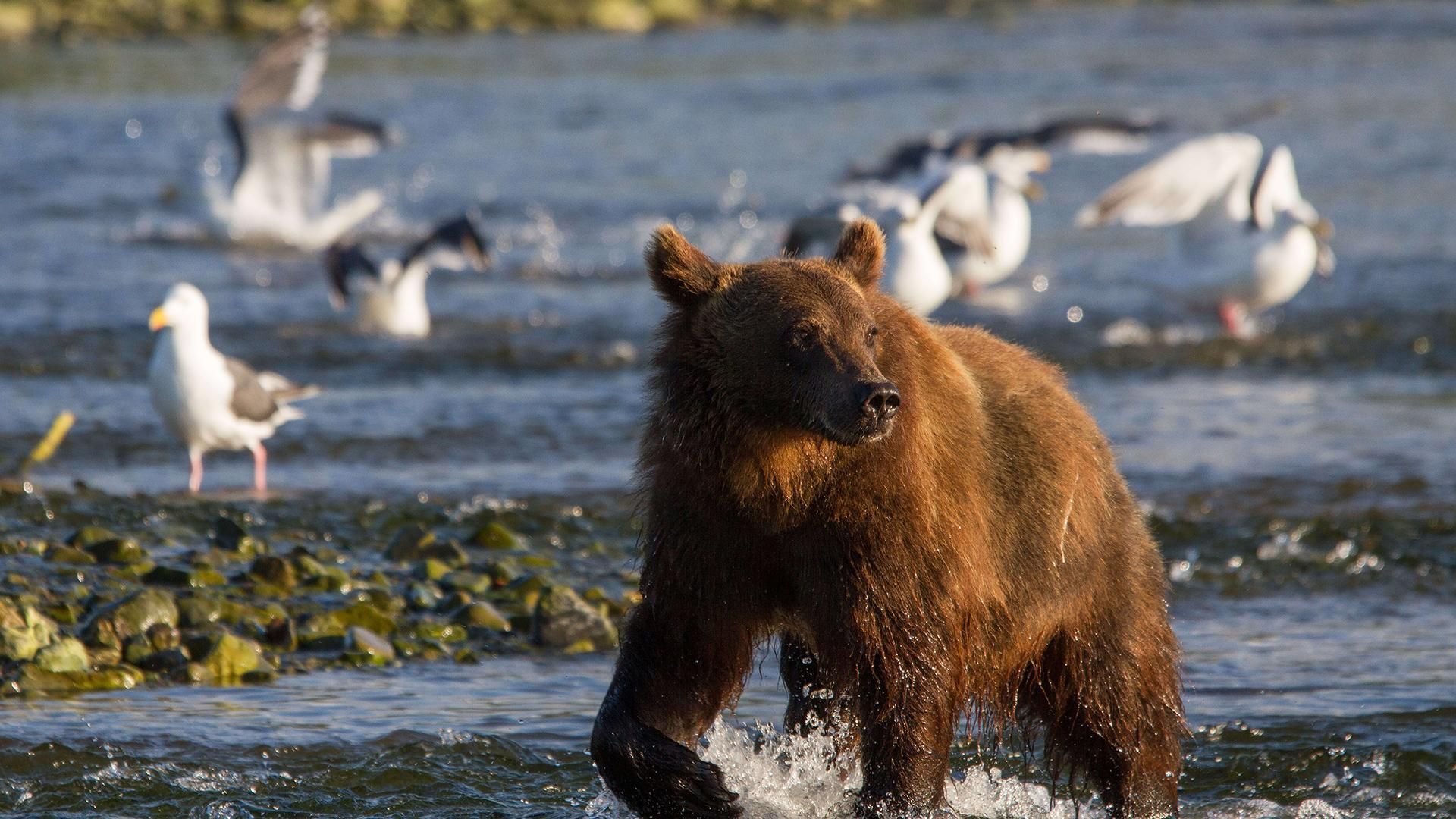 Amur - Asiens Amazonas