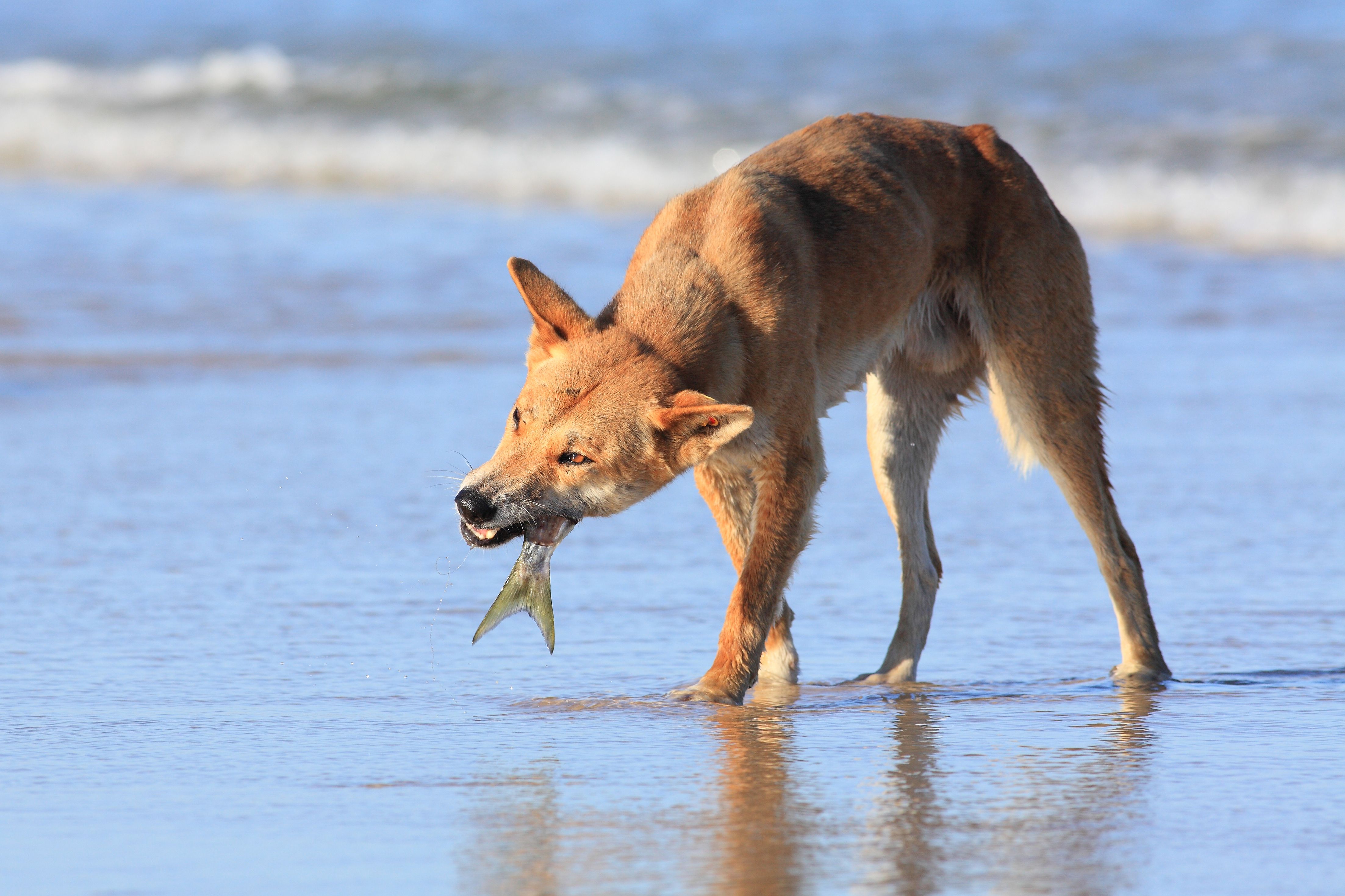 Dingos - Australiens wilde Hunde