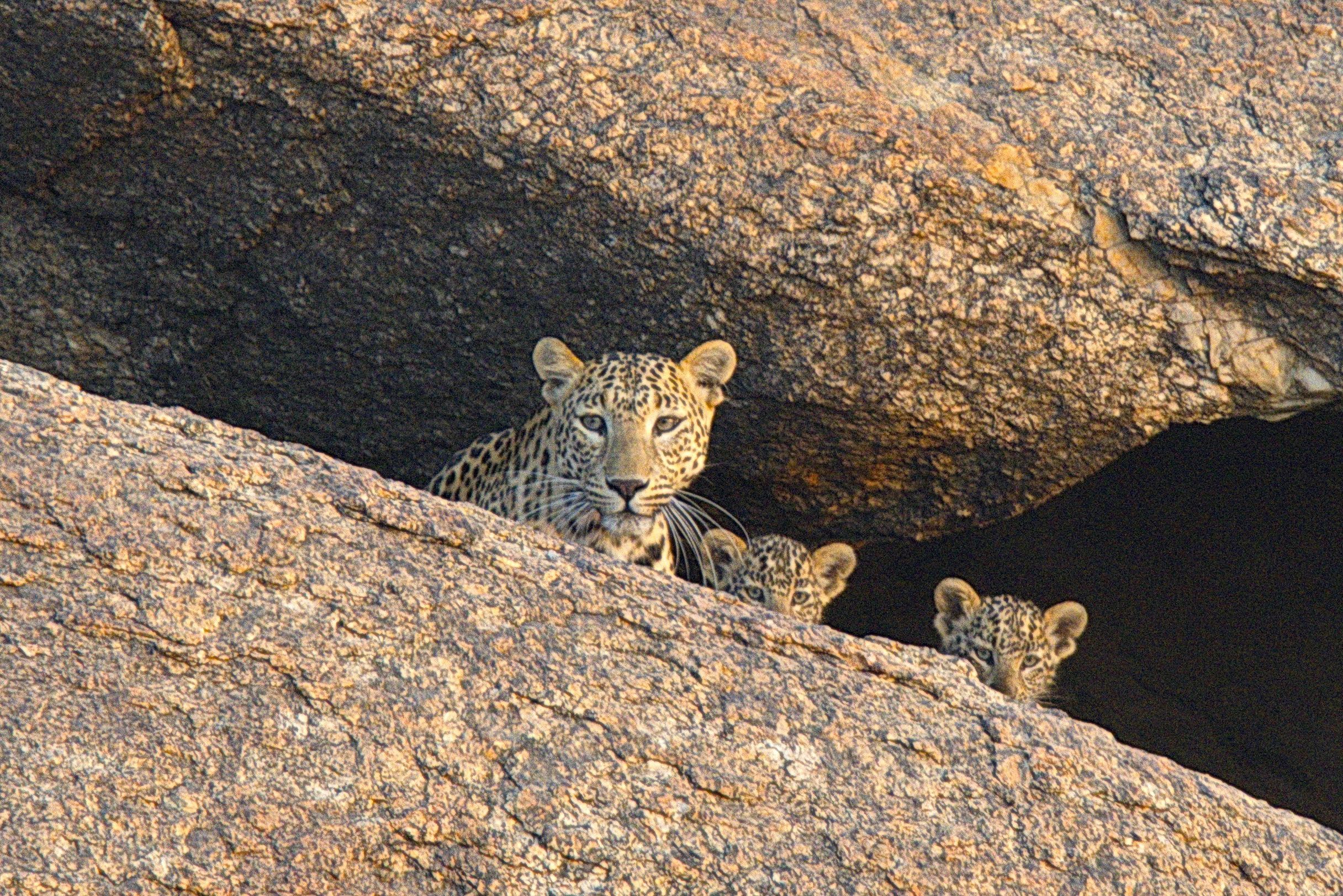 Der Fels der Leoparden