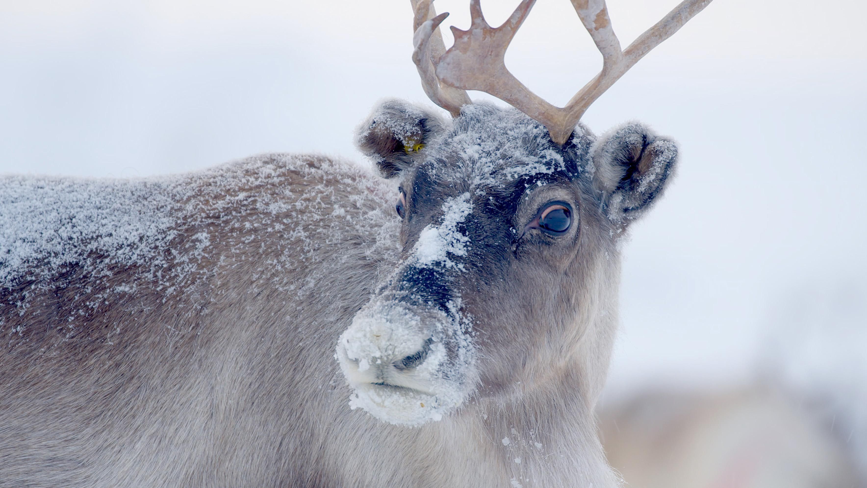 Lappland - Im Reich der Rentiere