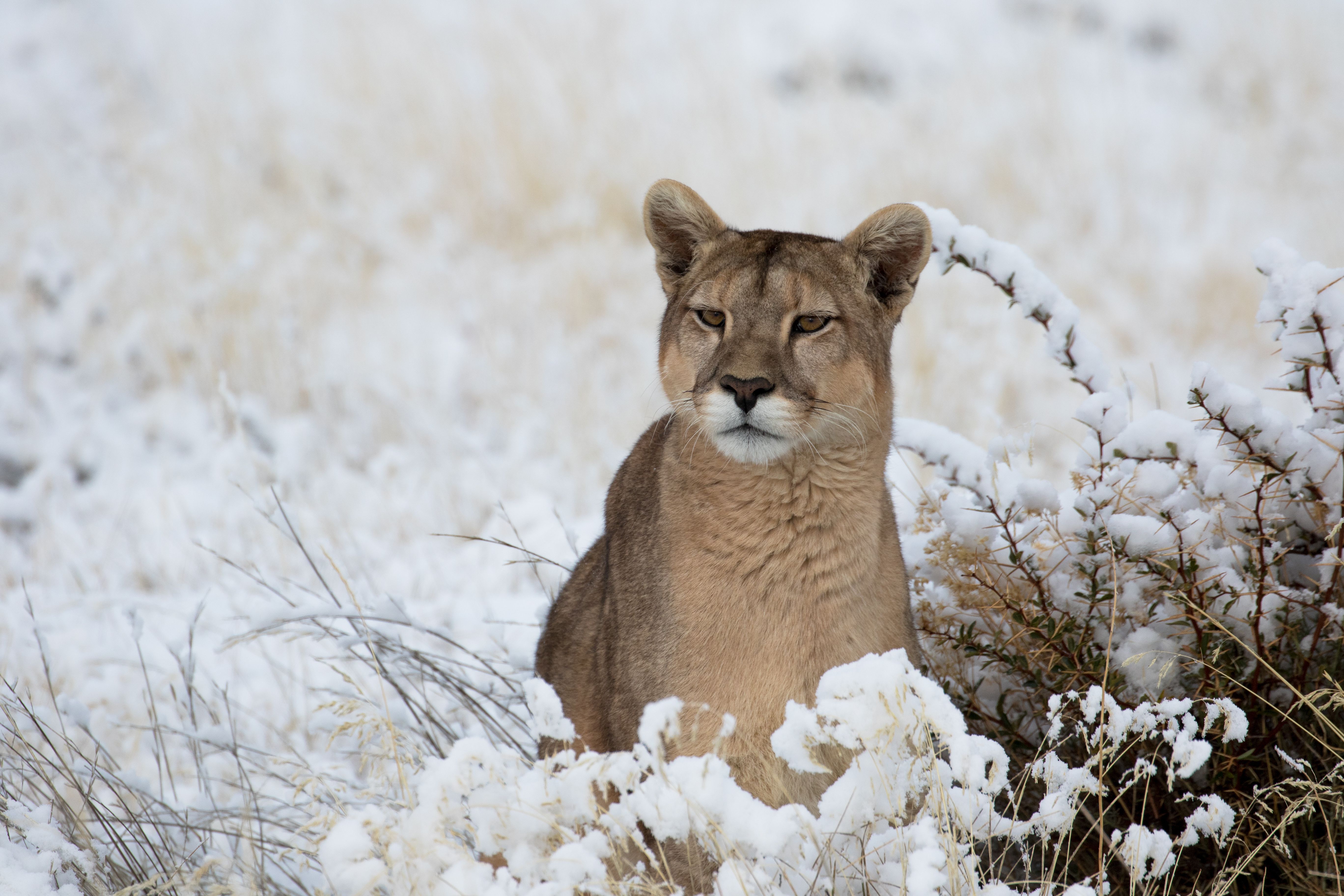Pumas - Legenden der Anden