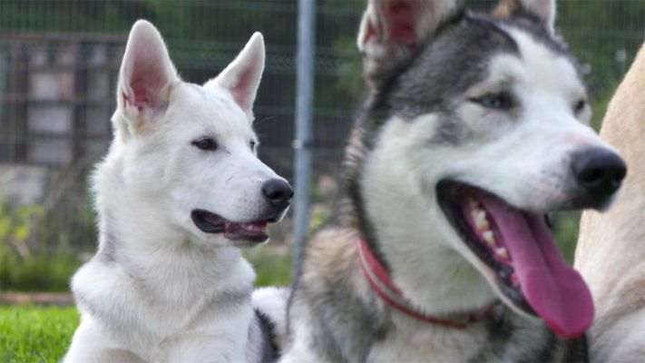 Kuscheln mit Huskys