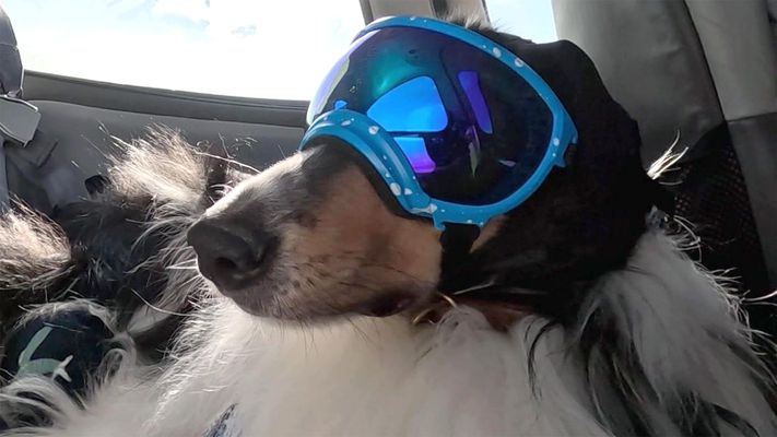 Collies im Cockpit