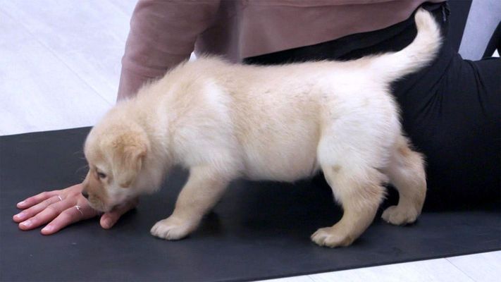 Yogastunde mit Welpen