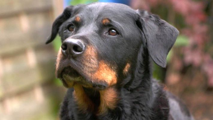 Rottweiler im Rettungseinsatz