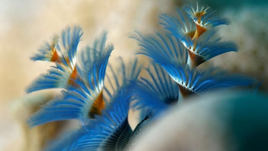 Das Korallendreieck - Ein magischer Kreislauf