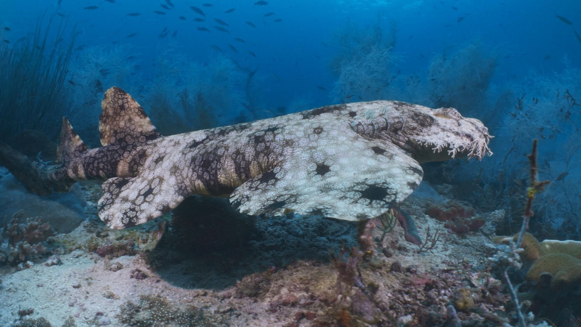 Das Korallendreieck - Ein magischer Kreislauf