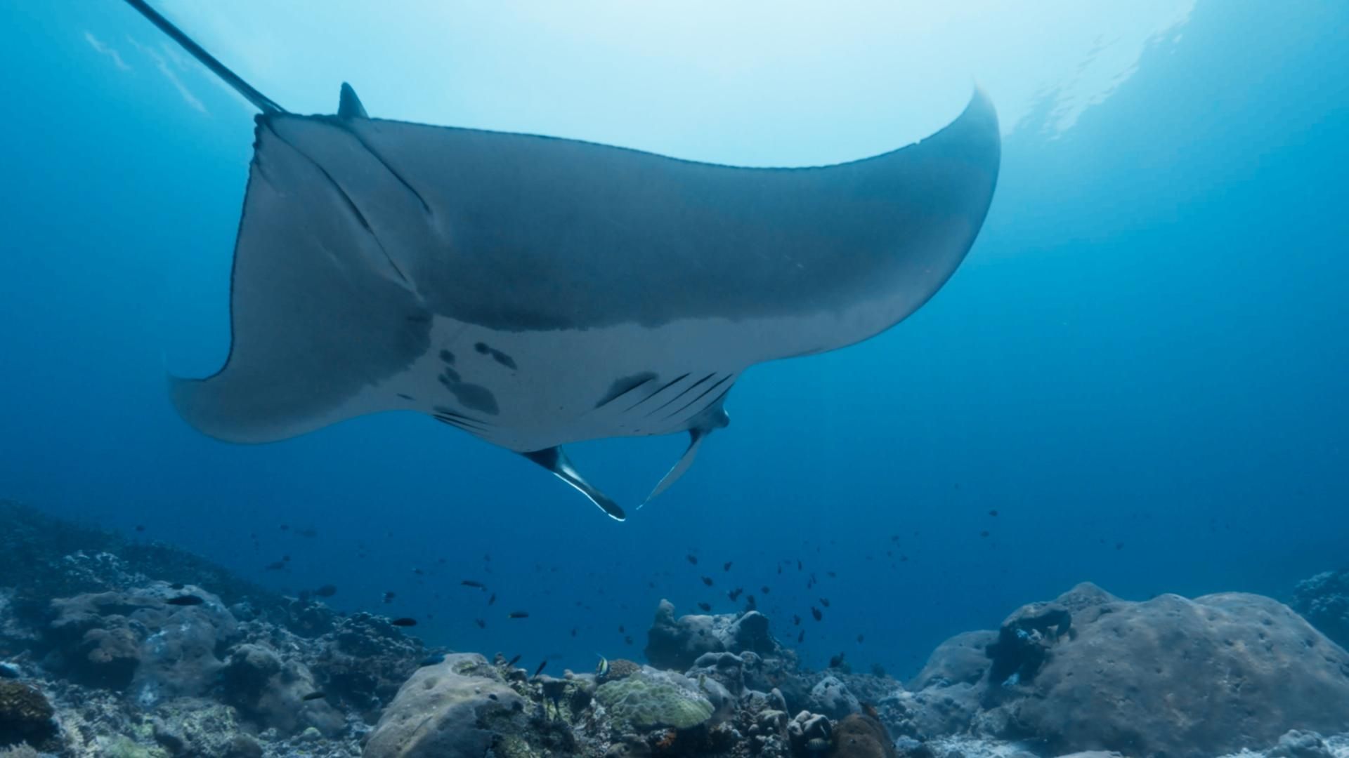 Das Korallendreieck - Ein magischer Kreislauf