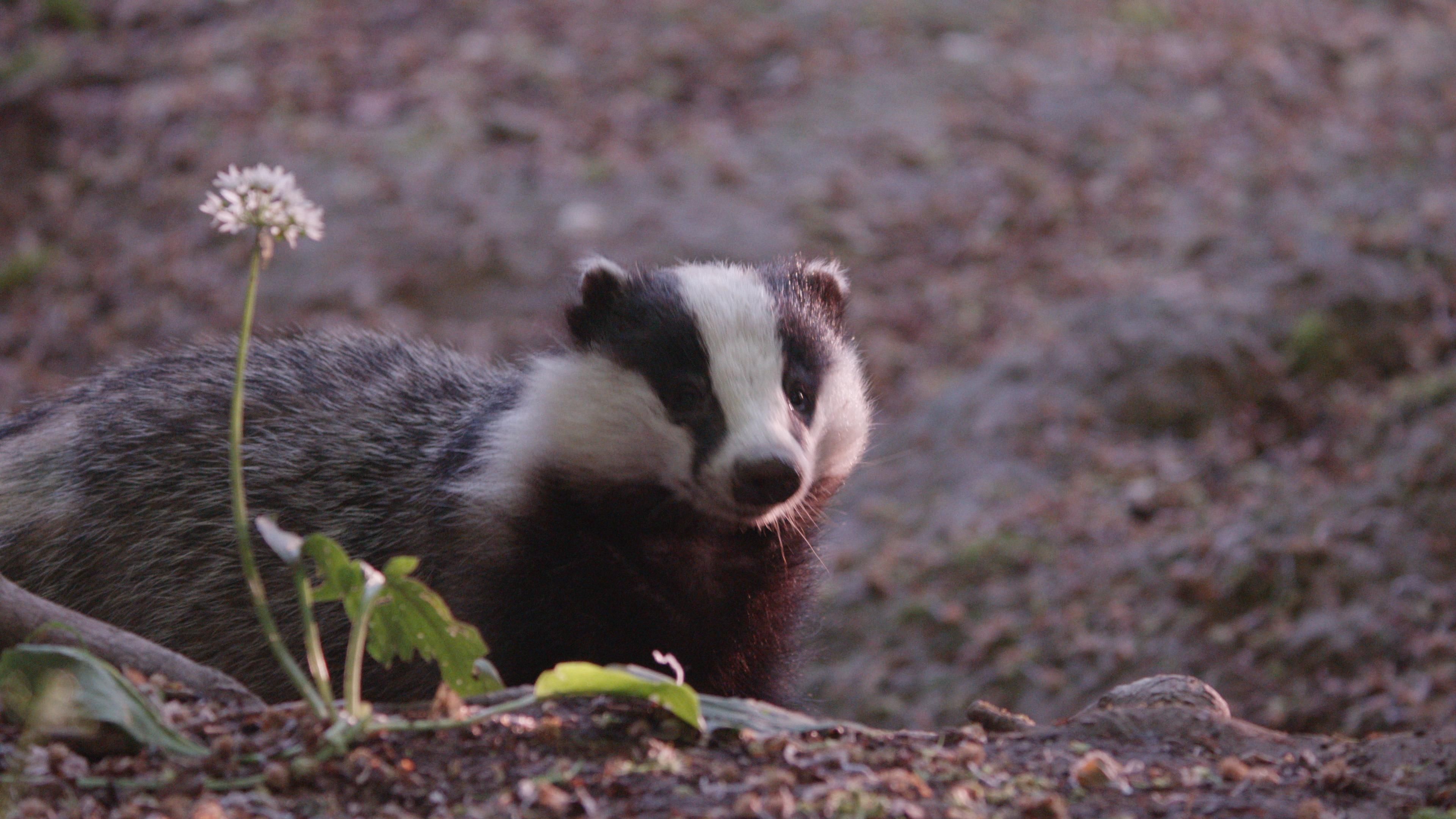 Das geheime Leben der Dachse