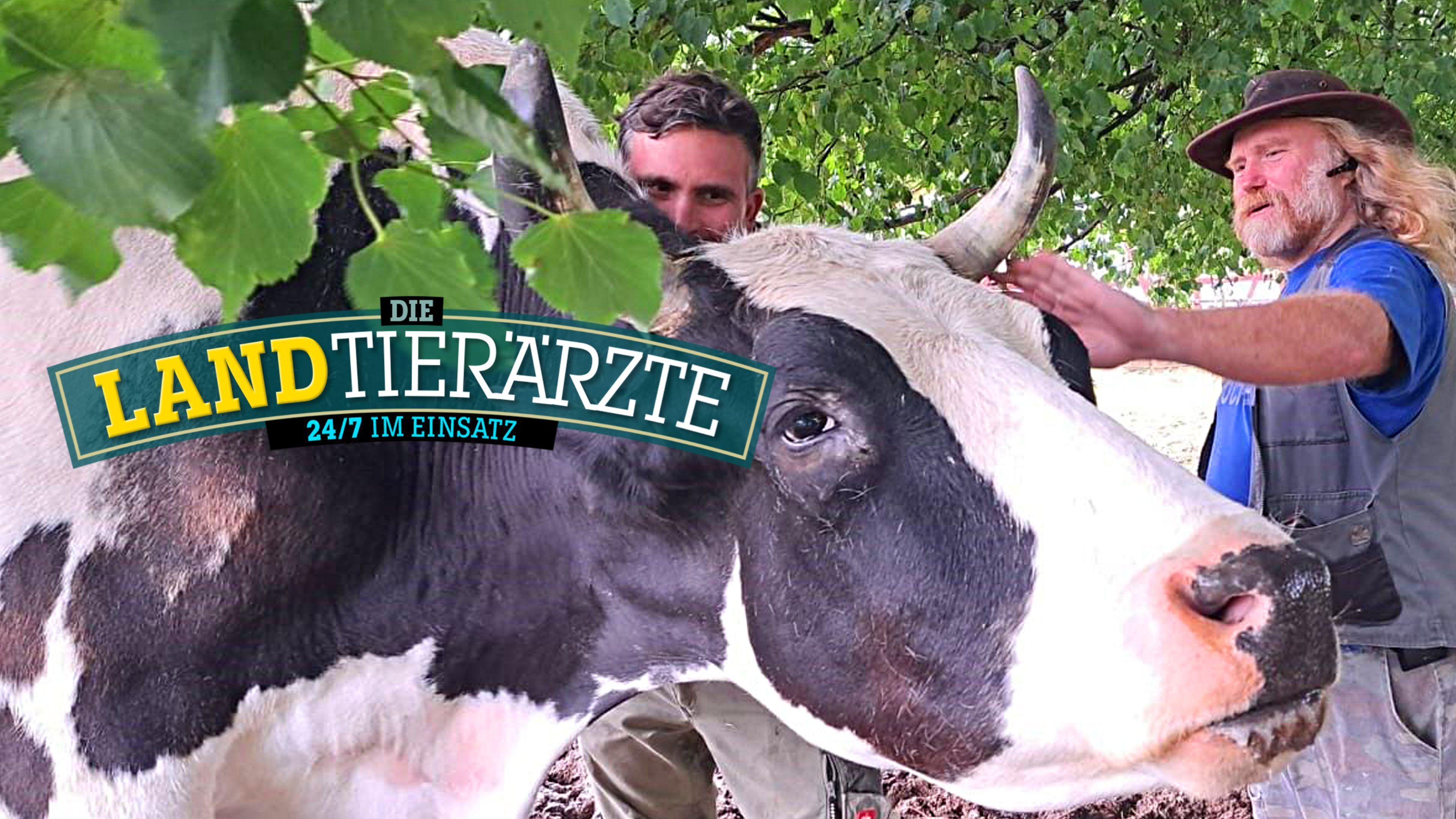 Folge 1 vom 09.10.2024 - Die Landtierärzte - 24/7 im Einsatz - Staffel ...
