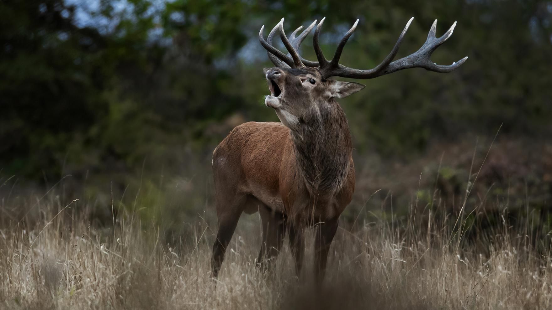 Der Hirsch - König des Waldes