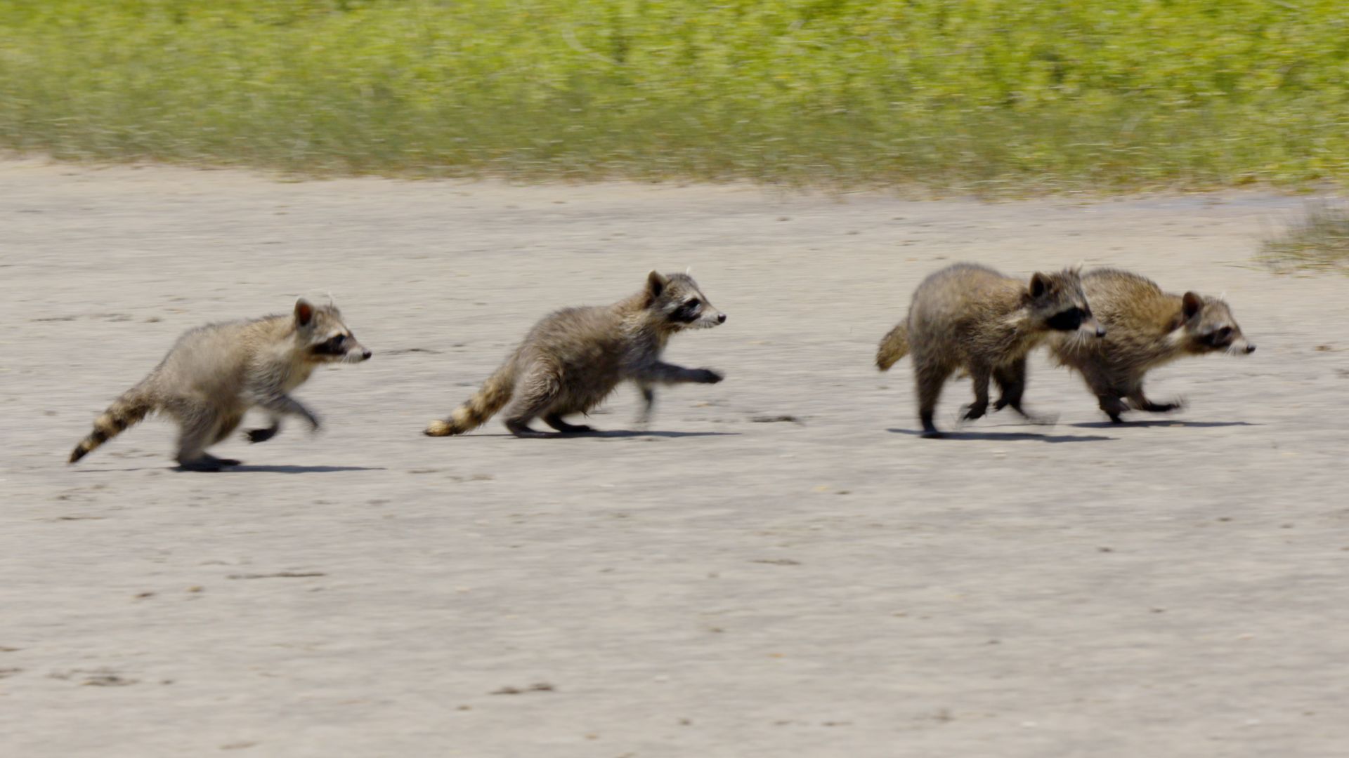 Die wunderbare Welt der Waschbären