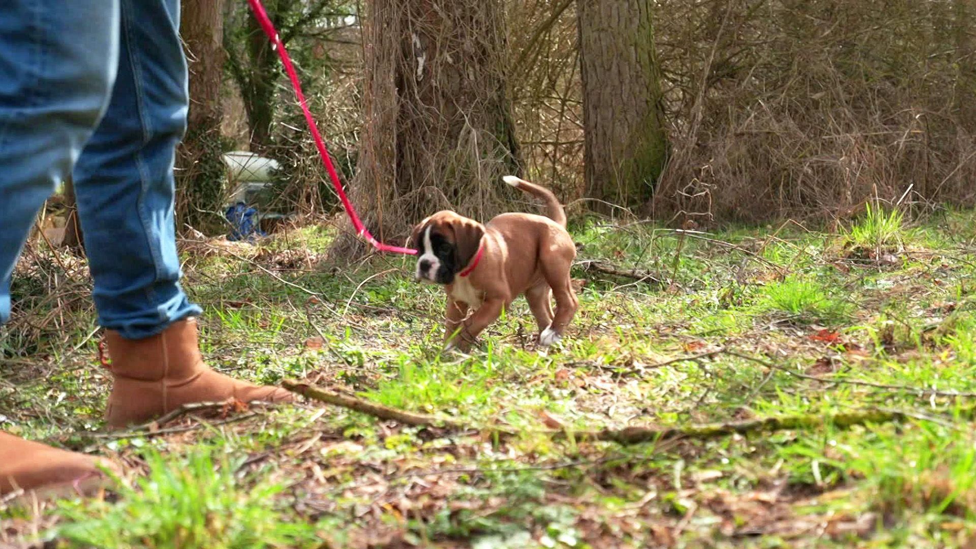 Folge 16 Die Welpen kommen Mit