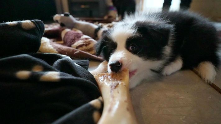 Martin Rütter begleitet Familien mit ihren Welpen