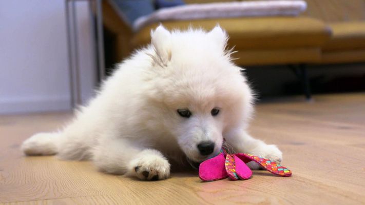 Colliewelpe Abby bringt Chaos ins Leben