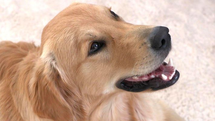 Ein Hund als Beziehungskiller