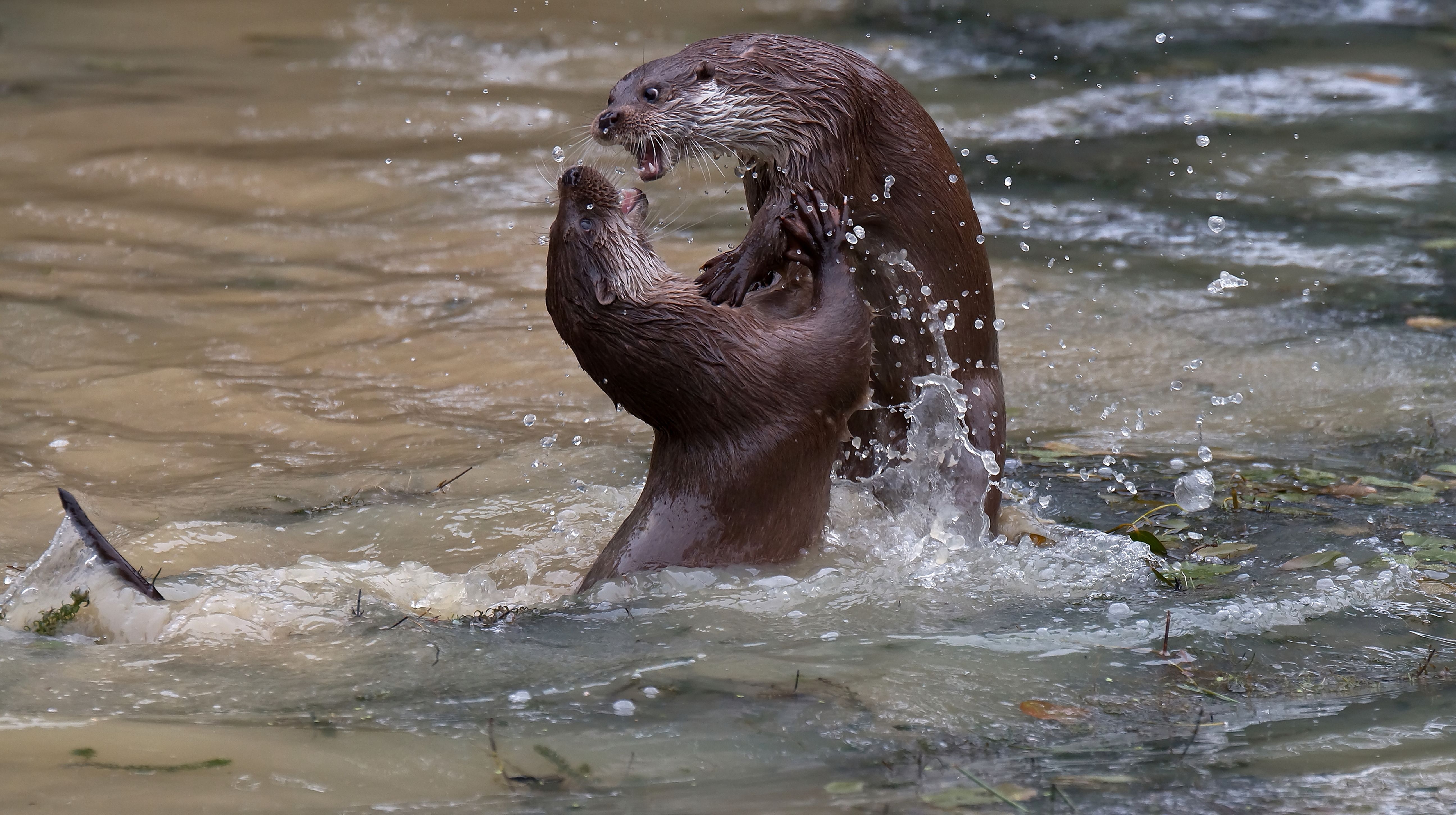 Die Rückkehr der Otter